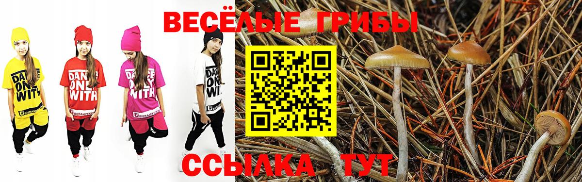 Псилоцибиновые грибы Psilocybine cubensis Будённовск