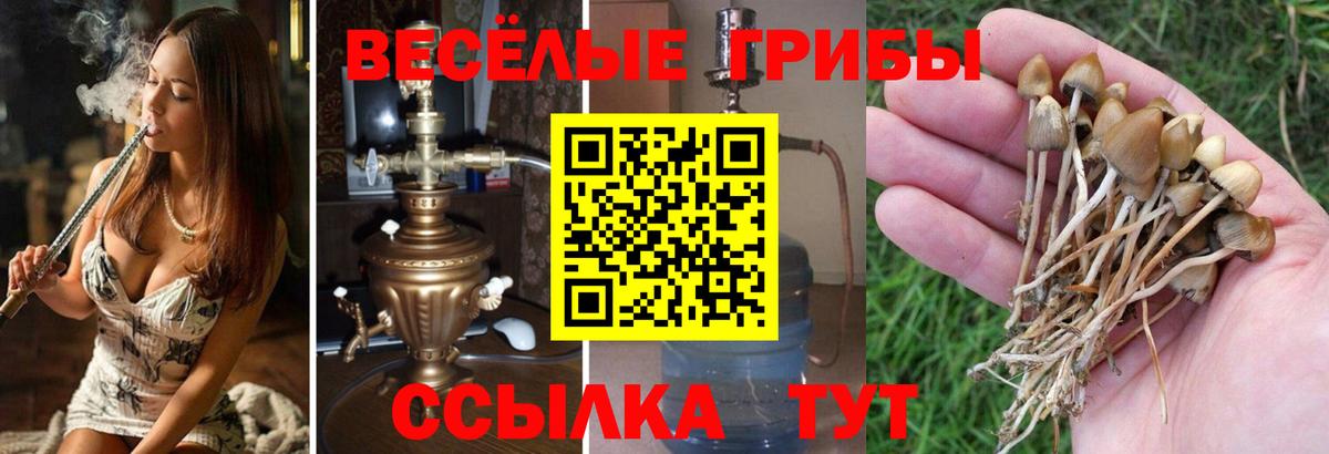 Галлюциногенные грибы Cubensis  Вход с VPN  Будённовск 